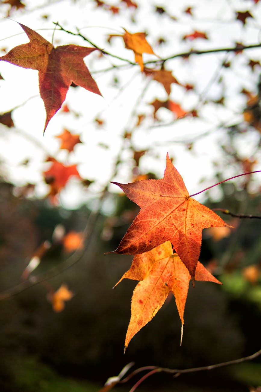 red maple leaf in tilt shift lens